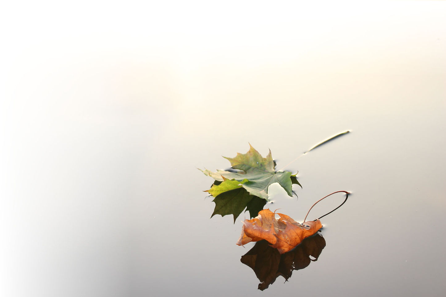 water-nature-branch-plant-sunlight-morni
